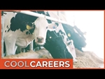 ‘Cool Careers’ video features Kansas dairy farmers